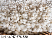 Many silk cocoons. Стоковое фото, фотограф Александр Подшивалов / Фотобанк Лори