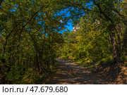 A forest road stretching into the distance and surrounded by dense green trees. The foliage of the trees shimmers in different shades of green, yellow and gold, creating a feeling of early autumn. The road is covered with fine gravel, and the sunlight breaks through the crown of the trees, casting beautiful shadows on the surface.The tree branches create a kind of natural tunnel, emphasizing the solitude and silence of the place. This is a typical landscape of the Crimean forests, perhaps somewhere in the vicinity of the Baydarskaya Valley, Inkerman or other natural areas surrounding Sevastopol. Стоковое фото, фотограф Анна Кривицкая / Фотобанк Лори