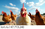 Curious chicken in sunny outdoor setting. Стоковое AI-изображение, AI-художник Андрей Бакусов / Фотобанк Лори