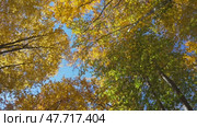 Autumn Trees Canopy: Looking up through colorful treetops in fall at a forest as leaves change color. Стоковое видео, видеограф svetograph / Фотобанк Лори
