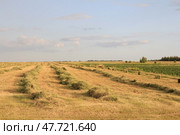 Сельский пейзаж с совхозным полем и с урожаем зерновых культур, собранным в ходе жатвы в ровные длинные ряды, уходящими вдаль к линии горизонта. По голубому небу плывут живописные белые облака. Стоковое фото, фотограф Irina Solonina / Фотобанк Лори