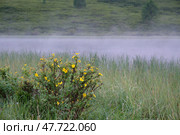 Morning fog over water. Lake Chagakol. buses of Dasiphora fruticosa are on foreground. Стоковое фото, фотограф Сергей Пристяжнюк (Serg Zastavkin) / Фотобанк Лори