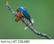 A kingfisher hits a caught fish on a branch. Стоковое фото, фотограф Игорь Кляхин / Фотобанк Лори