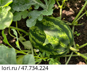 Watermelon fruit surrounded by stems and leaves in the garden. Стоковое фото, фотограф Сергей Пристяжнюк (Serg Zastavkin) / Фотобанк Лори