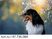 Красивый портрет собаки породы Австралийская овчарка (Аусси) на фоне цветущей вишни в городском парке. Стоковое фото, фотограф Писарев Александр Владимирович / Фотобанк Лори