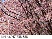 Красивое цветение вишни "Сарджента Черри" (Prunus sargentii) в аптекарском огороде. Москва, Россия. Стоковое фото, фотограф Наталья Волкова / Фотобанк Лори