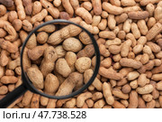 Peanut in a magnifying glass. Стоковое фото, фотограф Александр Собко / Фотобанк Лори