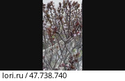 Blooming Branches Reveal Spring Growth in Urban Garden. Стоковое видео, видеограф Roman Zavorotny / Фотобанк Лори