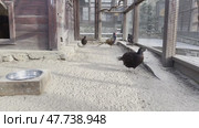 Peafowl and Other Birds Explore Their Enclosure at the Nature Reserve. Стоковое видео, видеограф Roman Zavorotny / Фотобанк Лори