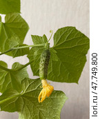 Close-up of a young cucumber ovary with yellow flower still attached, early stage of vegetable growth. Крупный план молодой завязи огурца с еще не распустившимся желтым цветком, ранняя стадия роста овоща. Стоковое AI-изображение, AI-художник Katsiaryna Repich / Фотобанк Лори