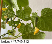 Close-up of a young cucumber ovary with yellow flower still attached, early stage of vegetable growth. Крупный план молодой завязи огурца с еще не распустившимся желтым цветком, ранняя стадия роста овоща. Стоковое AI-изображение, AI-художник Katsiaryna Repich / Фотобанк Лори