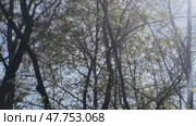 Панорама весенних ветвей с молодой листвой на фоне голубого неба. Стоковое видео, видеограф Ярославский Максим / Фотобанк Лори