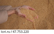 Hands of female farmer holding handful of grinded soy husk on background of large pile. Healthy organic protein ingredient used in livestock feed. Стоковое видео, видеограф Яков Филимонов / Фотобанк Лори