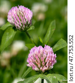 Close-up macro photo of red clover Trifolium rubens flowers against green background. Стоковое фото, фотограф Сергей Пристяжнюк (Serg Zastavkin) / Фотобанк Лори