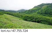Green summer landscape. Shikotan Island in the Far East. The Kuril Islands. Blooming meadows. Стоковое фото, фотограф Николай Евсюков / Фотобанк Лори