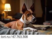 Adorable basenji dog peacefully resting on a comfortable bed adorned with soft pillows and snug blankets in a cozy nighttime setting. Стоковое AI-изображение, AI-художник Данила Большаков / Фотобанк Лори