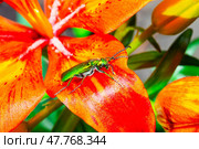 green beetle on a flower. Стоковое фото, фотограф Олег Жуков / Фотобанк Лори