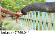 Young hand extending cracker toward elephant trunk, demonstrating gentle wildlife connection in zoological setting. Стоковое видео, видеограф Mikhail Davidovich / Фотобанк Лори