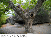 Долина привидений в Алуште. Кавказская пленница (2020 год). Стоковое фото, фотограф Ольга Дубровская / Фотобанк Лори