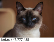 Тайская кошка с голубыми глазами, крупный портрет, смотрит в камеру. Стоковое фото, фотограф Евгений Горбунов / Фотобанк Лори