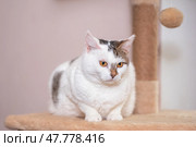 Charming cat exploring a cozy shelter environment with playful curiosity. Стоковое фото, фотограф Артем Курутин / Фотобанк Лори