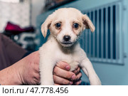 Lonely mongrel puppy seeking a loving home in a crowded shelter environment. Стоковое фото, фотограф Артем Курутин / Фотобанк Лори