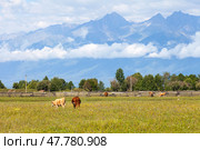 Summer mountain landscape with cows grazing on green meadow against backdrop of mountains in clouds on sunny day. Siberia. Baikal region. Eastern Sayan Mountains. Buryatia. Tunka valley. Arshan. Стоковое фото, фотограф Виктория Катьянова / Фотобанк Лори