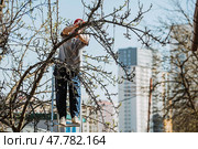 Pruning the branches of a fruit tree with a garden saw. A hand saw in the hands of a man. Close-up tree sawing, Tree maintenance. Gardening. Preparing the garden for the summer season. Стоковое фото, фотограф Photojuli / Фотобанк Лори