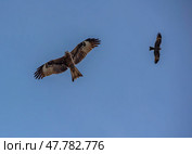 Черный коршун в полете. Стоковое фото, фотограф Анатолий Володин / Фотобанк Лори
