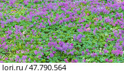 Corydalis solida in bloom. Vivid purple flowers adorn a lush green meadow. Стоковое фото, фотограф EugeneSergeev / Фотобанк Лори