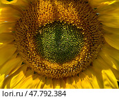 Sunflower Helianthus annuus head center with with unripe seeds surrounded by yellow petals. Стоковое фото, фотограф Сергей Пристяжнюк (Serg Zastavkin) / Фотобанк Лори