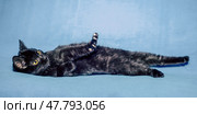 black shorthair cat plays on a blue background. Стоковое фото, фотограф Артем Курутин / Фотобанк Лори