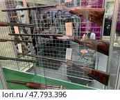 Экспозиция ружей на выставке за стеклом (2019 год). Редакционное фото, фотограф Дарджания Зураб / Фотобанк Лори