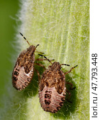 Макро фотография нимфы ягодного клопа вонючки, он же Щитник ягодный. Macro photo of Nymph of Dolycoris baccarum - sloe bug or hairy shieldbug on plant stem. Стоковое фото, фотограф Сергей Пристяжнюк (Serg Zastavkin) / Фотобанк Лори
