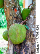 jackfruit. Unique in its size and very tasty unusual fruit of Thailand. (2015 год). Стоковое фото, фотограф Олег Жуков / Фотобанк Лори
