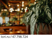 Indoor Greenery Highlights a Cozy and Inviting Space With Warm Lighting and Decor in the Background. Стоковое фото, фотограф Aleksandr Golubev / Фотобанк Лори