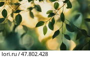 Sunlit leaves swaying gently in a breezy forest setting with dynamic light changes. Стоковое AI-видео, аниматор Sabyna75 / Фотобанк Лори