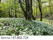 Spring in the park. Стоковое фото, фотограф Андрей Иванов / Фотобанк Лори
