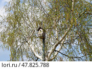 Скворечник и цветущая береза. Стоковое фото, фотограф Photolart / Фотобанк Лори