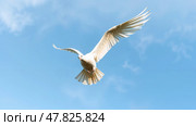 Белый голубь летит в голубом небе, раскрыв крылья. A white dove flies in the blue sky, wings open. Стоковое AI-изображение, AI-художник Смирнова Светлана / Фотобанк Лори