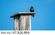 The starling sits on the birdhouse against the background of the blue sky. Стоковое фото, фотограф Igor Skripachev / Фотобанк Лори