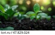 A small green sapling with dewdrops on its leaves grows from dark, fertile soil surrounded by lush greenery under gentle sunlight. Стоковое AI-изображение, AI-художник Данила Большаков / Фотобанк Лори