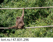 A chimpanzee monkey with long arms walks through vines in trees. Стоковое фото, фотограф Фотограф / Фотобанк Лори
