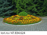 Бархатцы мелкоцветные, или отклоненные (Tagetes patula L.). Клумба в парке. Стоковое фото, фотограф Ирина Борсученко / Фотобанк Лори