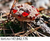 Гиднеллум Пека. Close-up photo of bleeding tooth fungus Hydnellum peckii growing in forest. Стоковое фото, фотограф Сергей Пристяжнюк (Serg Zastavkin) / Фотобанк Лори