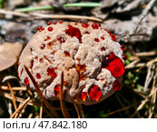 Гиднеллум Пека. Close-up photo of bleeding tooth fungus Hydnellum peckii growing in forest. Стоковое фото, фотограф Сергей Пристяжнюк (Serg Zastavkin) / Фотобанк Лори