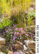 Summer floral background with blooming pink fragrant bush of creeping thyme on the shores of Baikal Lake and Olkhon Island on sunny July hot day (lat.Tymus serpyllum). Summer travels and outdoors. Стоковое фото, фотограф Виктория Катьянова / Фотобанк Лори