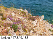 Baikal Lake in summer. Blooming pink fragrant bushes of creeping thyme on rocky coast of Olkhon Island on background of blue water of lake on sunny July day (lat.Tymus serpyllum). Summer landscape. Стоковое фото, фотограф Виктория Катьянова / Фотобанк Лори