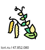 overripe peas color icon vector illustration. Стоковая иллюстрация, иллюстратор Vectorwin / Фотобанк Лори