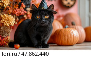 A black cat in a witch hat sits among vibrant pumpkins and seasonal decor, capturing the festive spirit of Halloween celebrations. Стоковое AI-изображение, AI-художник Данила Большаков / Фотобанк Лори